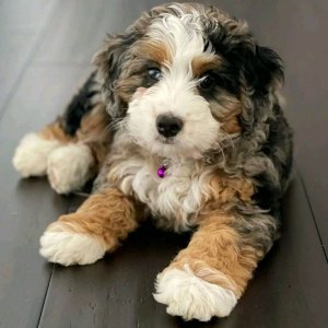 Beautiful bernedoodle puppies