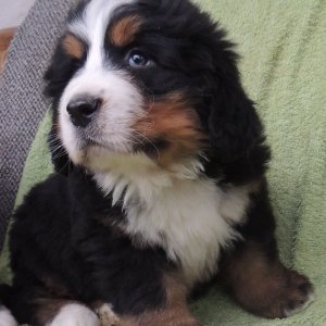 Bernese mountain dog puppies