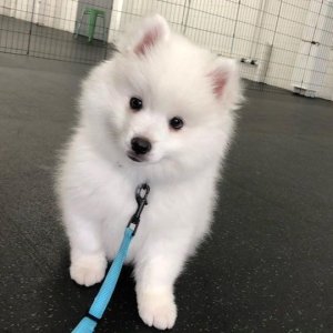 Stunning american eskimo puppies available