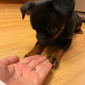 Home trained brussels griffon puppies