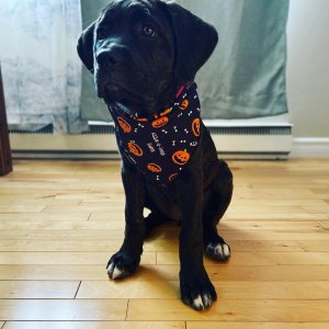 New litter of healthy cane corso puppies for adoption