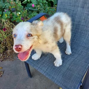 Cute border collie puppies