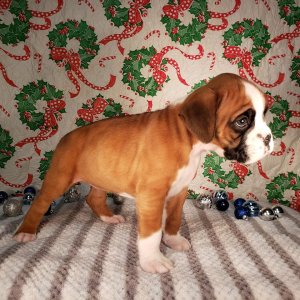 Healthy, adorable boxer puppies available