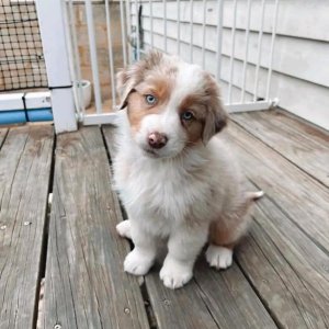 Akc australian shepherd puppies