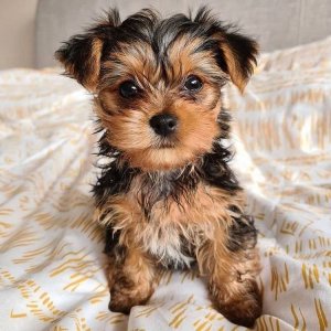 Yorkie pups