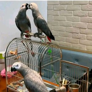 African grey partots