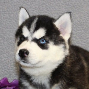 Gorgeous siberian husky puppies available