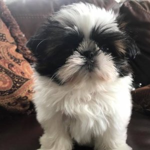 Adorable shih tzu puppies