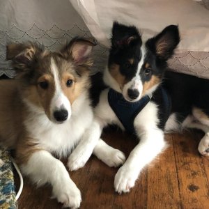 Adorable sheltie puppies