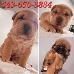 Beautiful puppies for sale