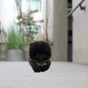 Purebred teacup pomeranian black