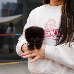 Teacup pomeranian black