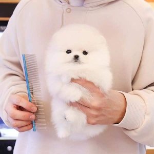 Purebred teacup pomeranian puppy male available