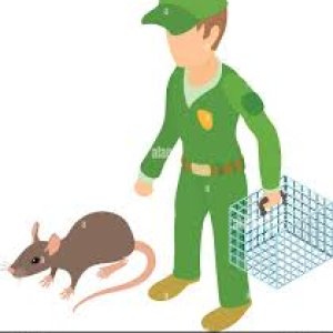 Rodent control in dubai