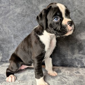 Adorable boxer puppies for x-mass