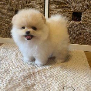 Healthy adorable pomeranian puppies for adoption