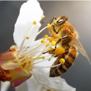 Bee feeder