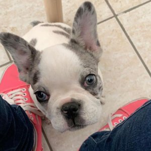 French bulldog puppy